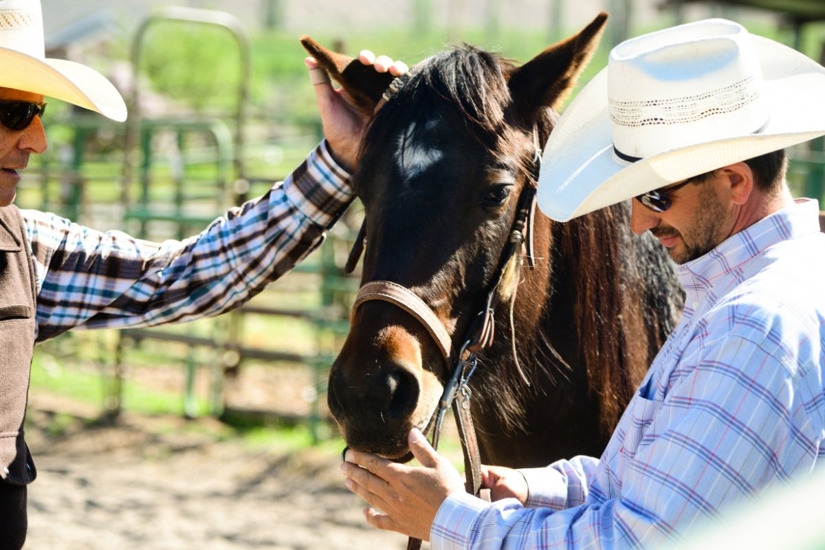 The Top Things To Ask When Buying A Horse