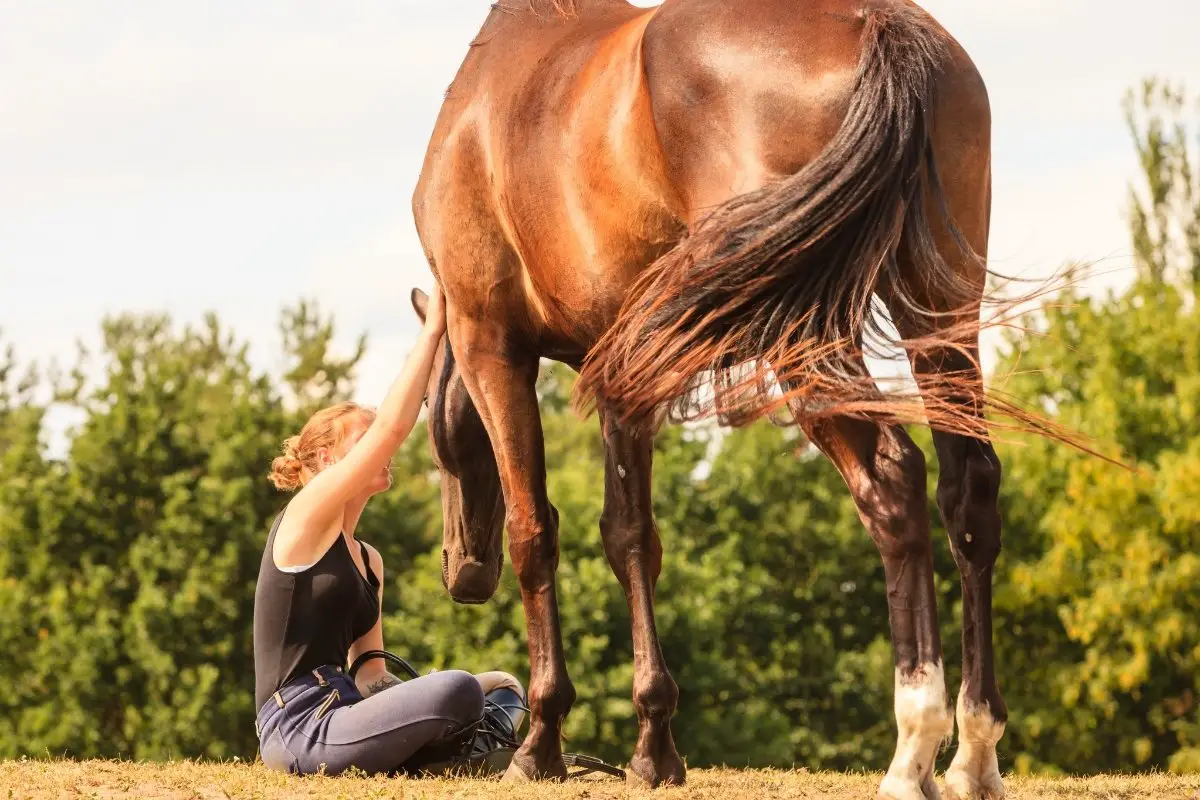5 Signs That A Horse Trusts You