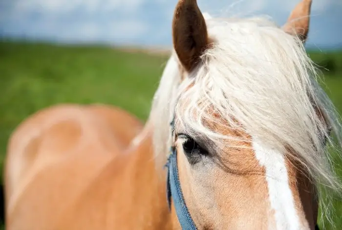 Best Horse Show Names - Beautiful Blonde