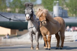 Can You Ride A Mini Horse - Yes, No, Maybe