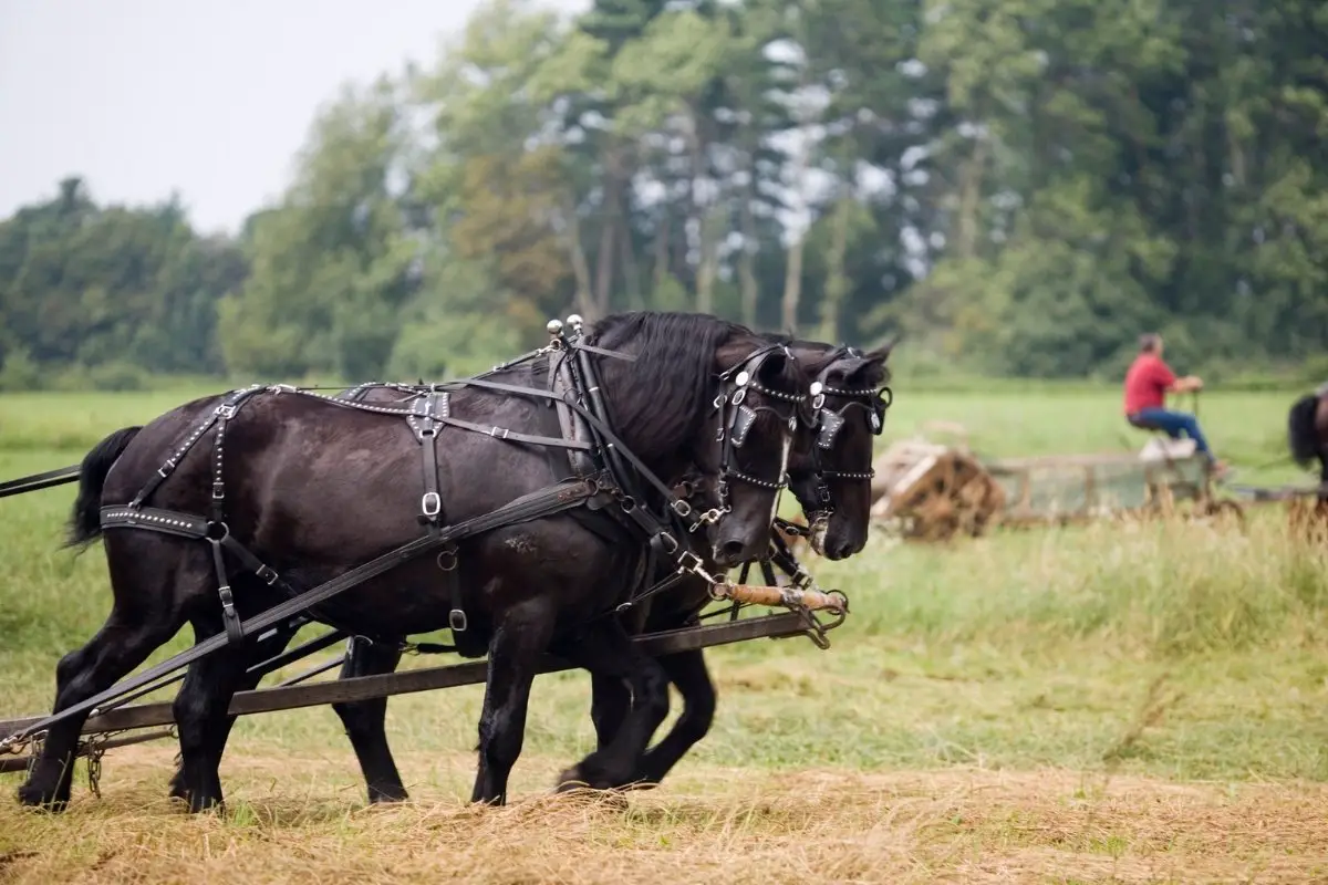 How Much Weight Can A Draft Horse Pull - Loveable Powerhouses