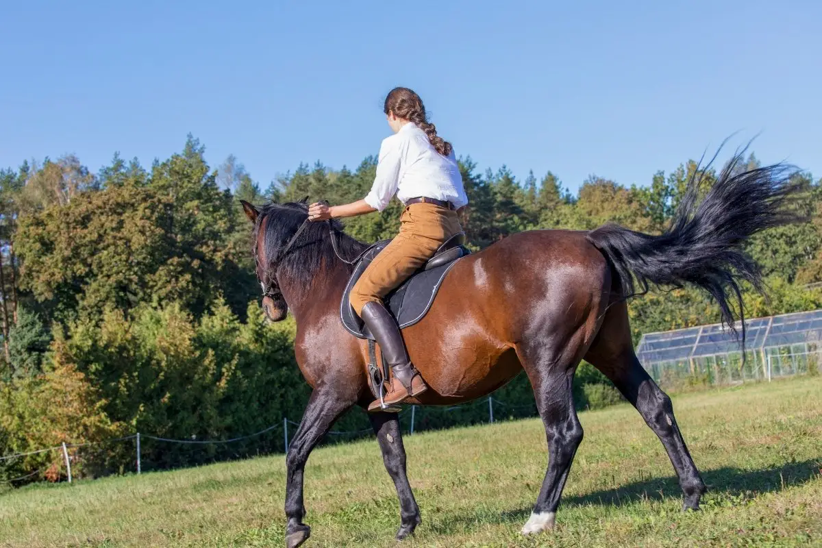 How To Trot On A Horse For Beginners - Get Practicing