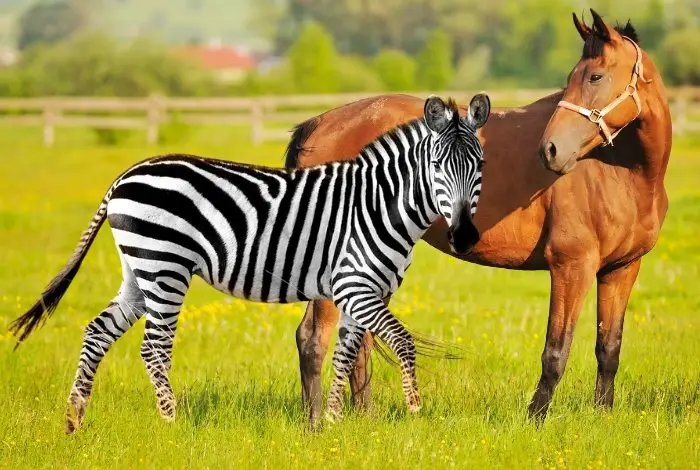 Zebra vs Horse Size