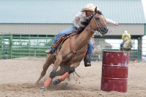 5 Best Breed Of Horse For Barrel Racing