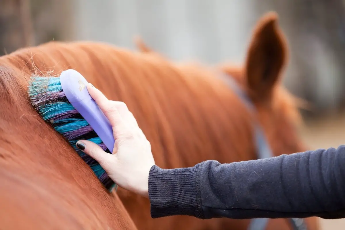5 Best Deshedding Tool For Horses