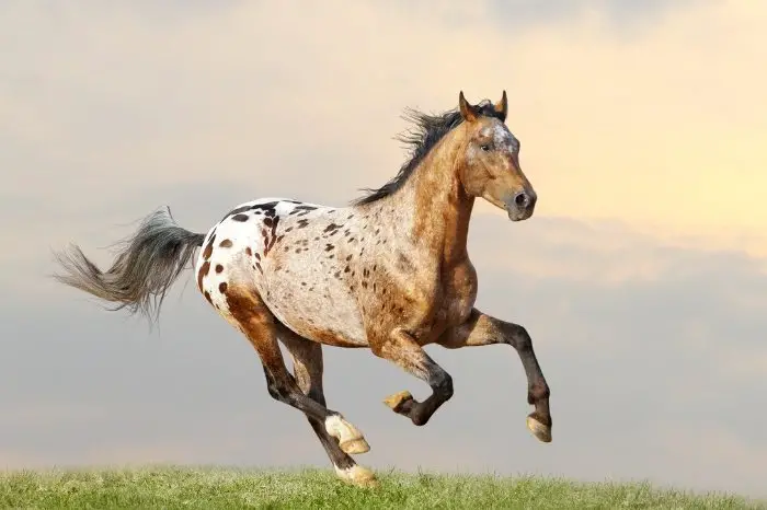 Appaloosa - Spotted Horse