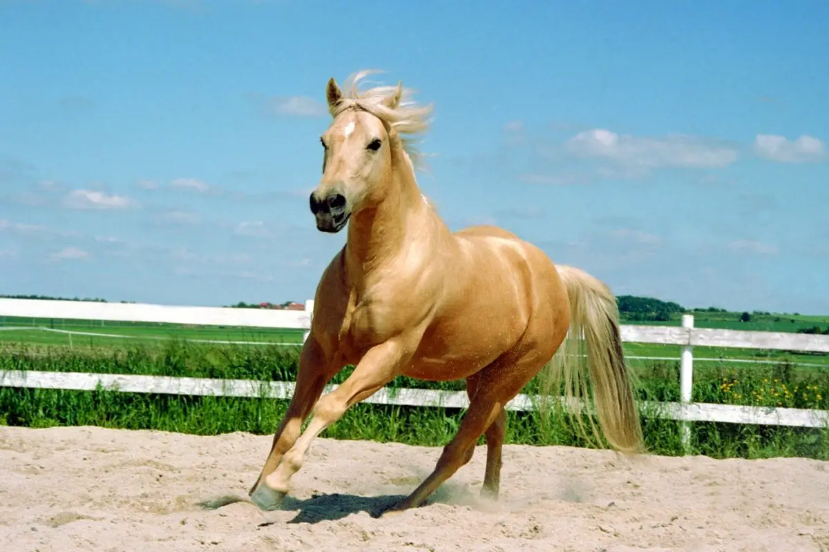 Appendix Horse Characteristics - A Great All Rounder