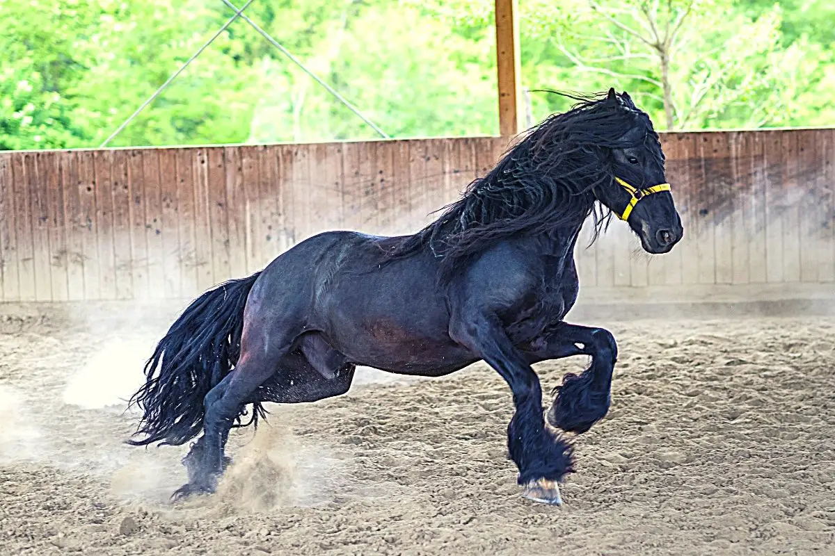 Black Stallion Horse Facts - The Dream Horse