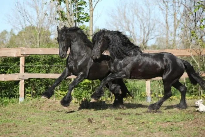 Black Stallion Horses