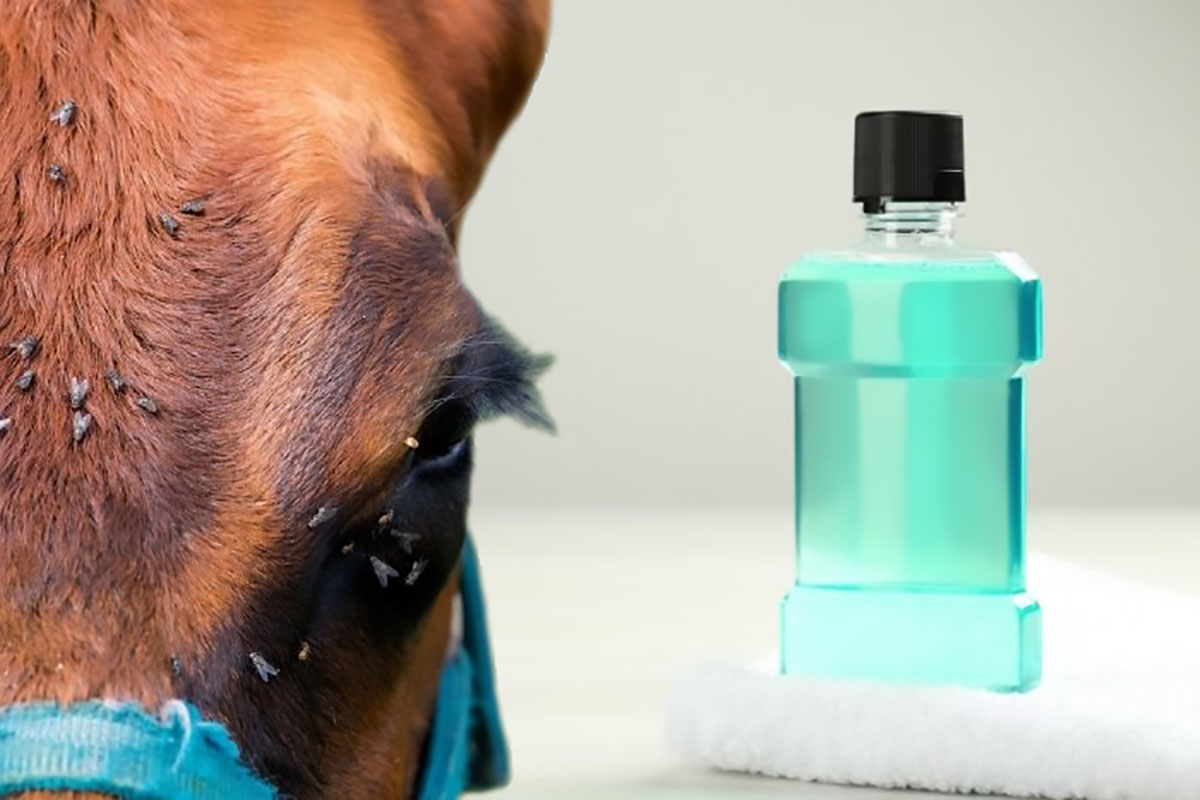 Homemade Listerine Fly Spray For Horses