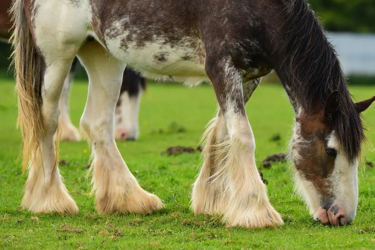 Horse Breeds With Feathers - Our Favorites