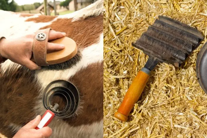 How To Choose The Best Horse Grooming Tool