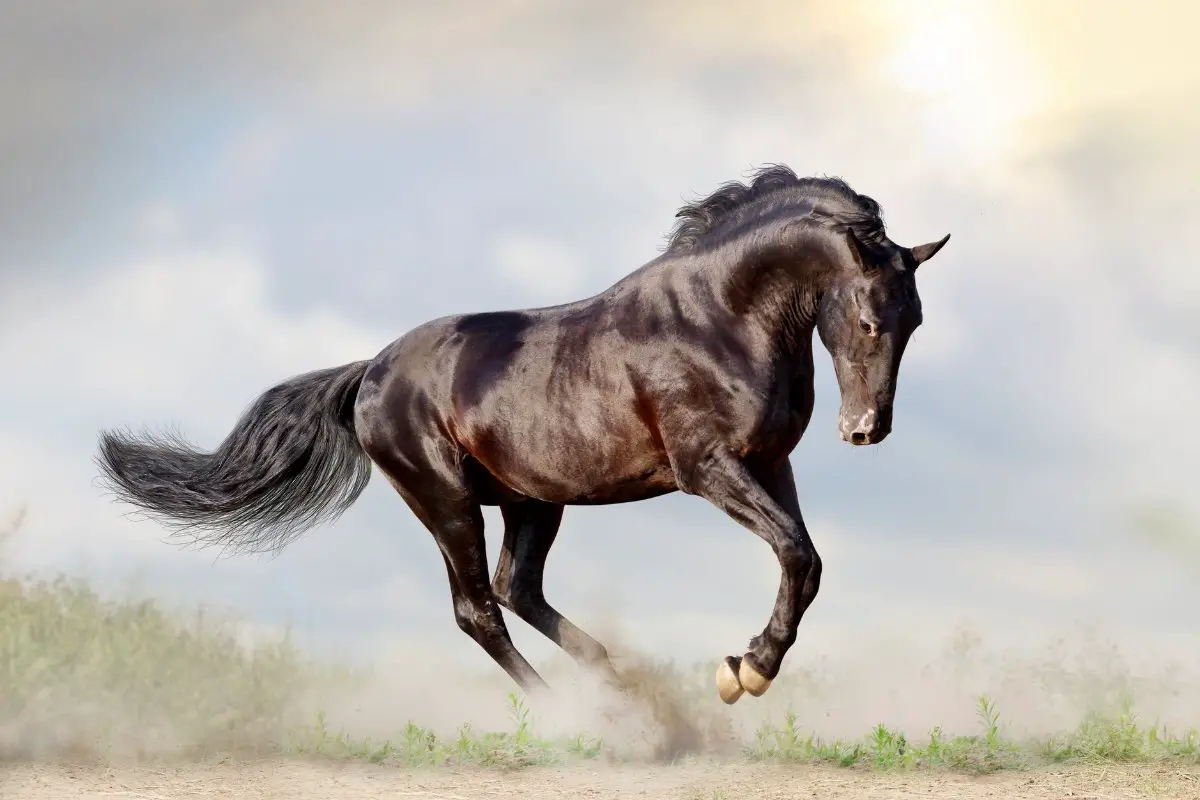 Is A Stallion A Male Or Female - It's Simple!