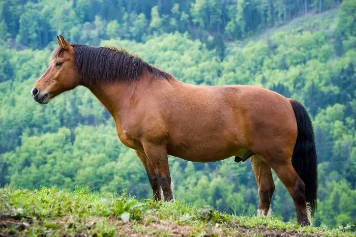 Is A Stallion A Male Or Female