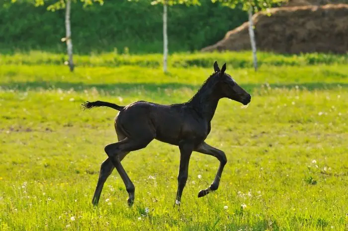 Leg Length - Baby Horse