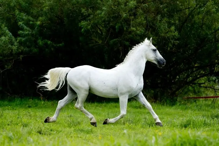 The Arabian Horse Speed