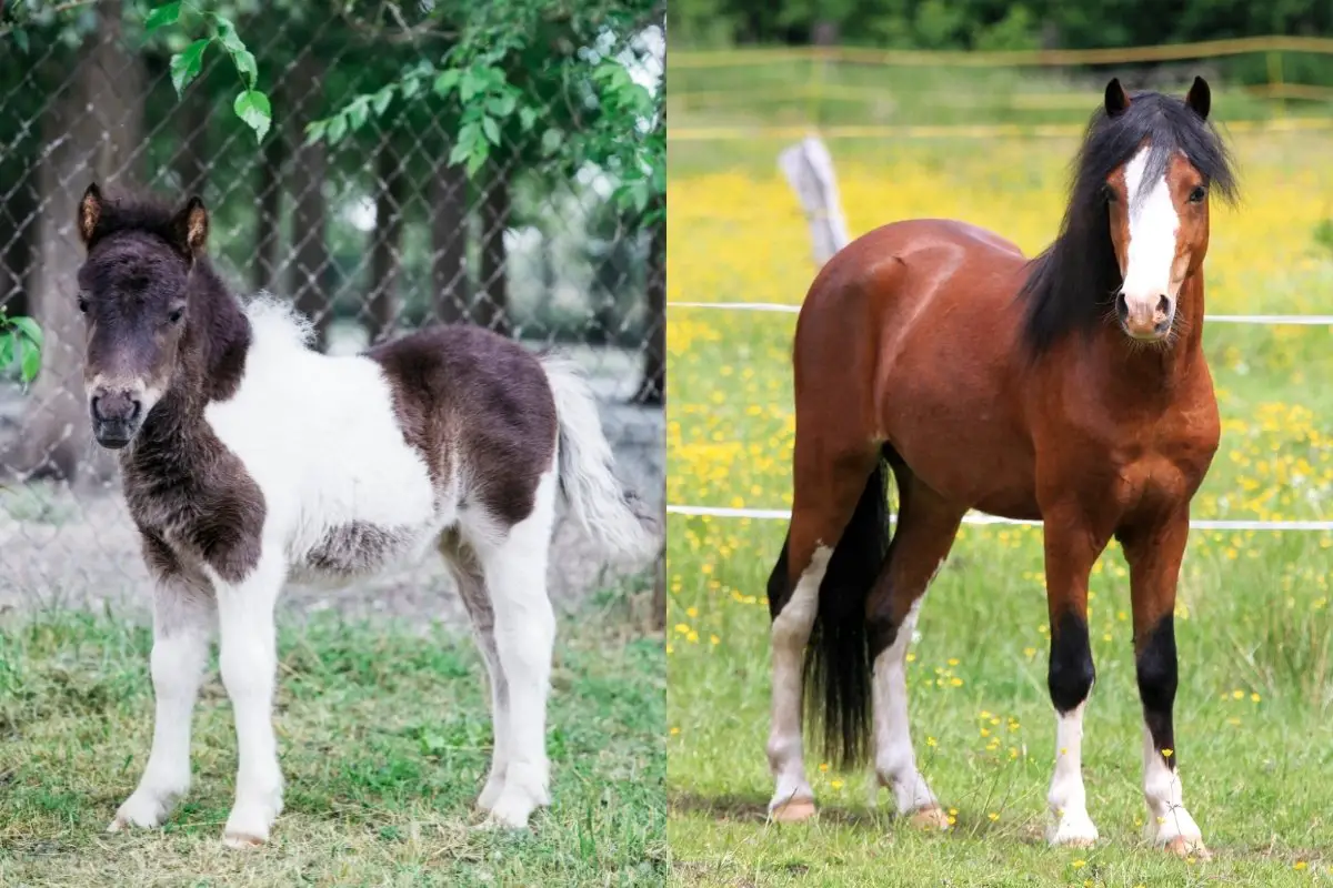 The Difference Between Pony and Mini Horse