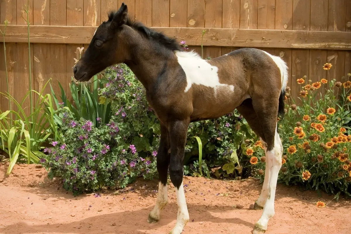 What Is A Baby Horse Called - Not So Straightforward