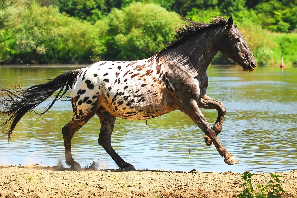 what is a spotted horse called