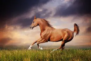 Arabian Horse Top Speed - Is It The Fastest