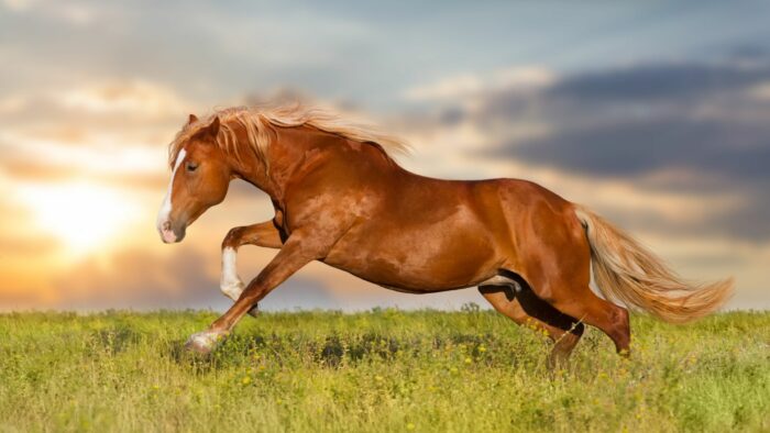 how long can a horse run