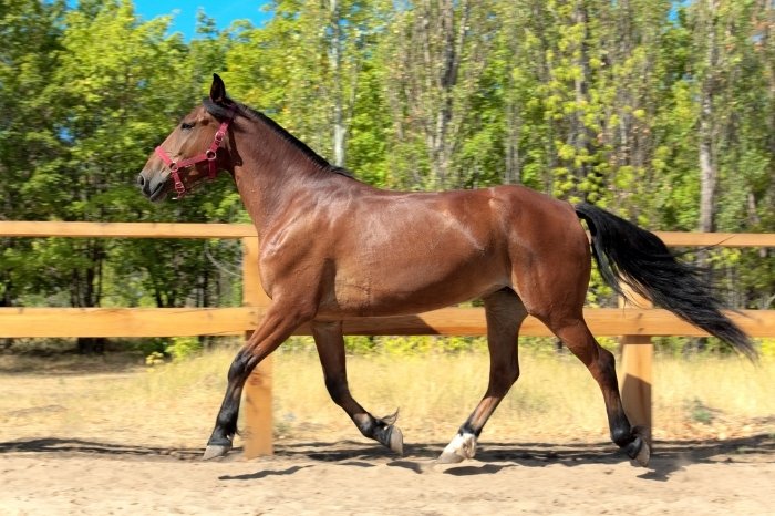 Fusaichi Pegasus - One Of The Most Expensive Racehorses