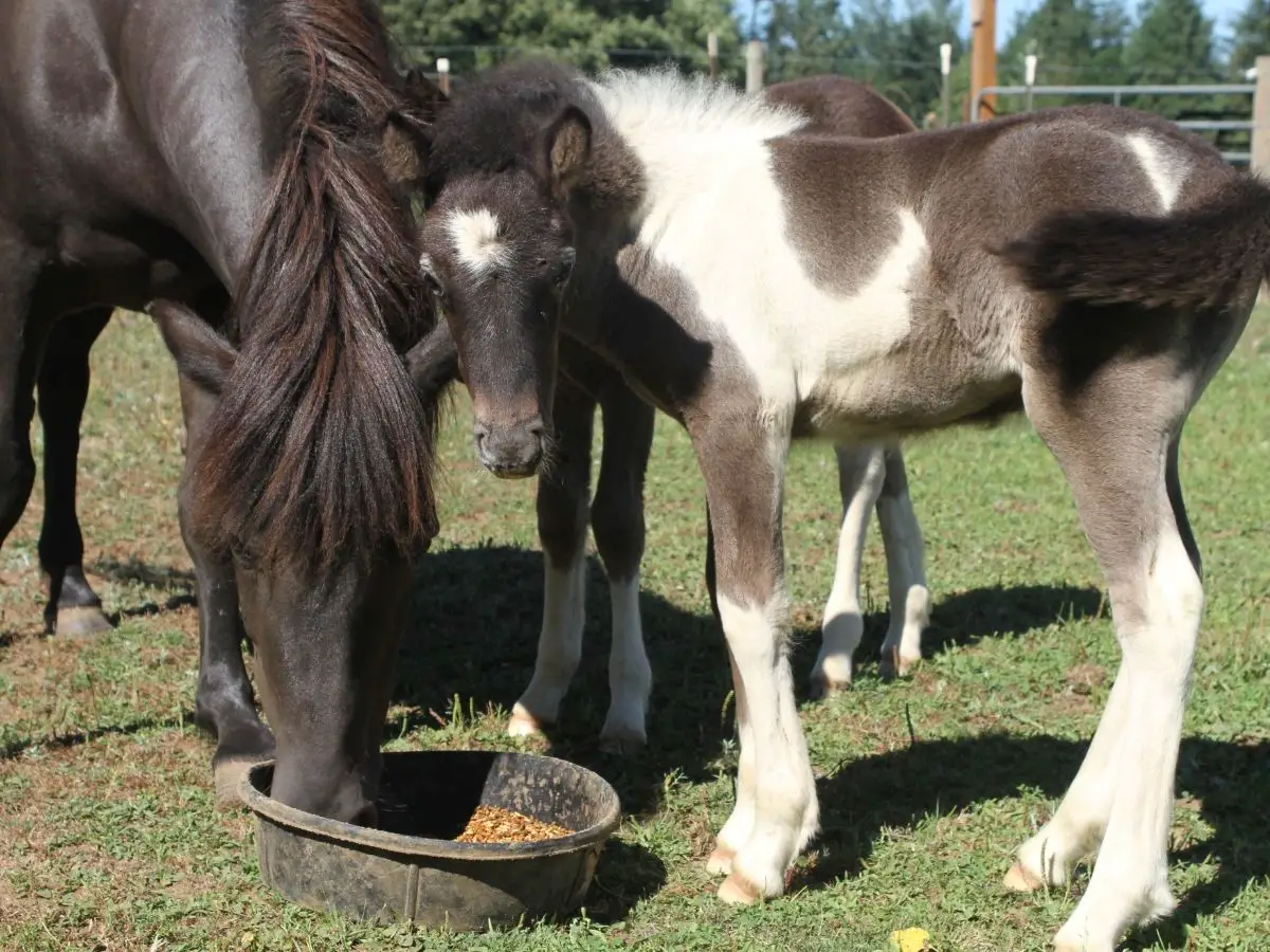 How Do Horses Feed Their Young