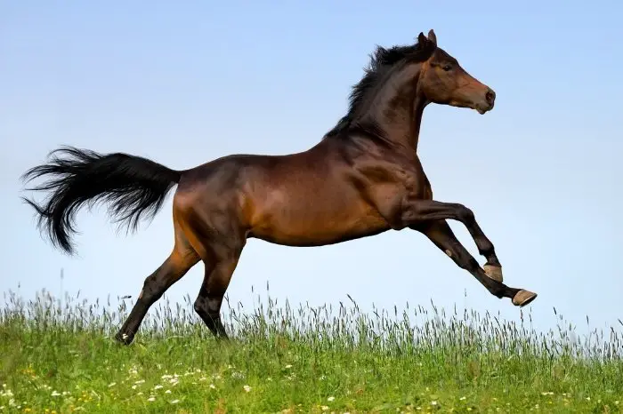 Muscles And Nostrils - Arabian Horse