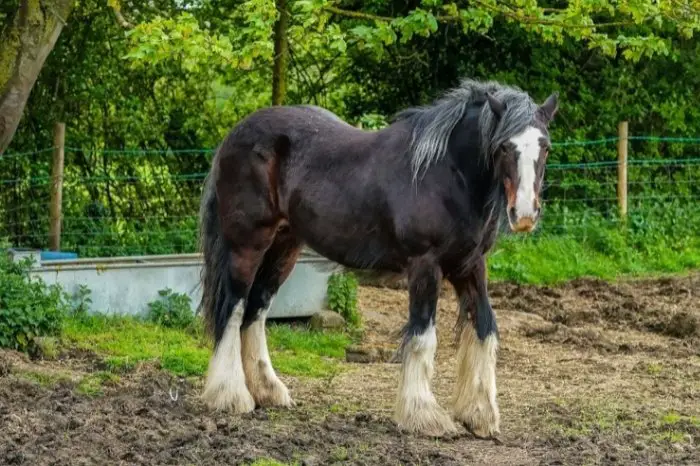 Shire - Horse Breeds With Long Hair