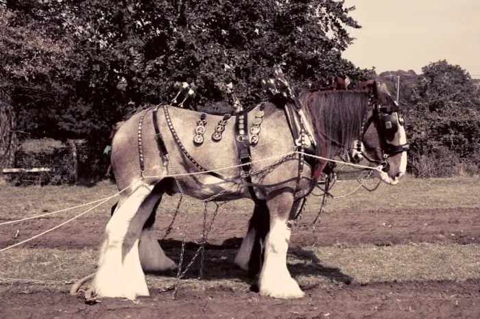 Shire Horse History