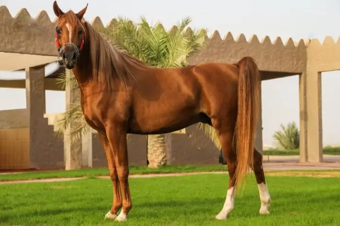Unique Arabian Characteristics
