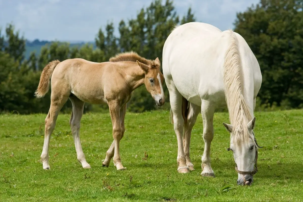 What Is A Filly Horse Mean