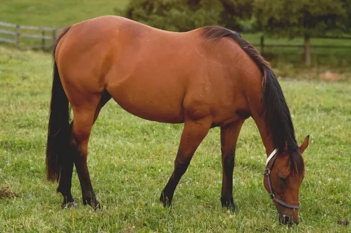 Female horse