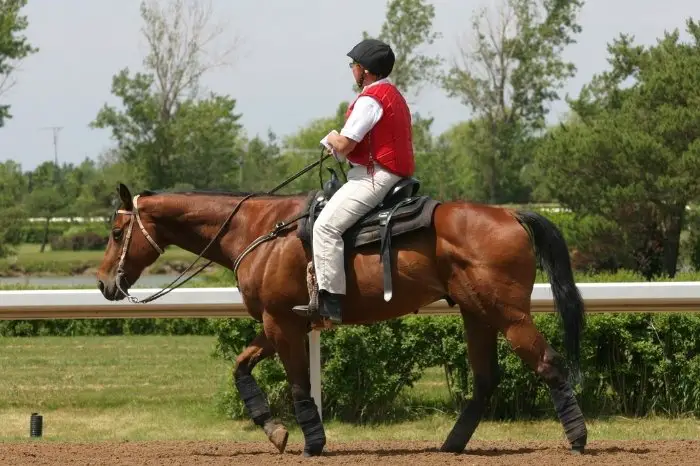 General Rule For Horse and Rider Weight
