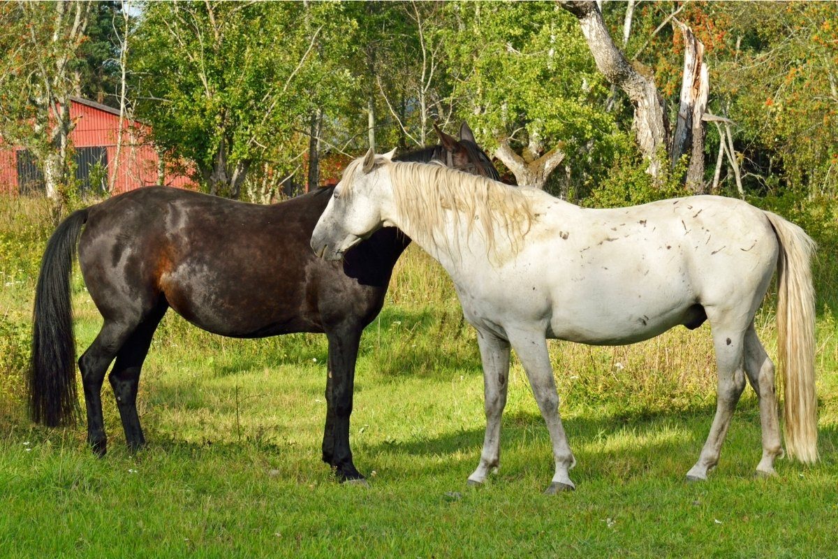 Horse Breeding Terminology - Dam and Sire Meaning