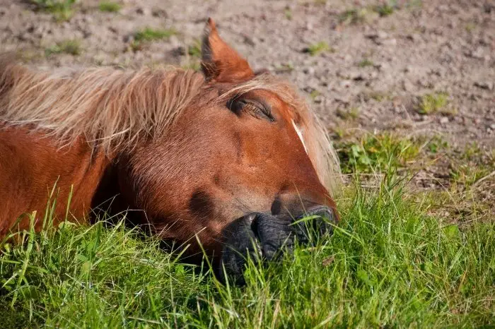 Horse Sleep Patterns