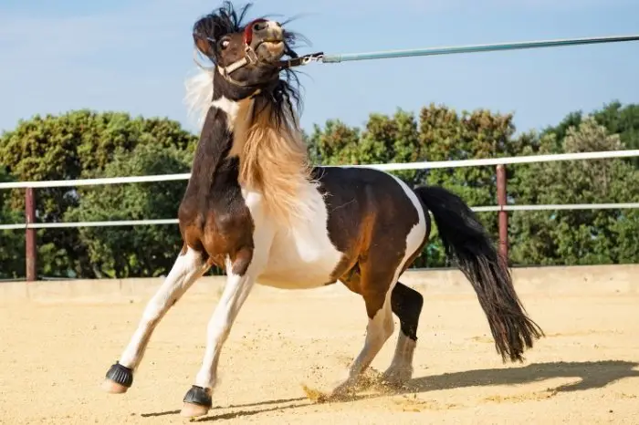 How Hard Is Breaking A Horse To Ride