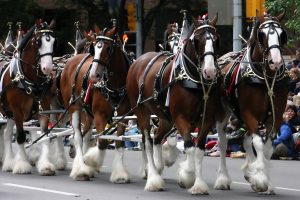 How Much Are The Budweiser Clydesdales Worth?