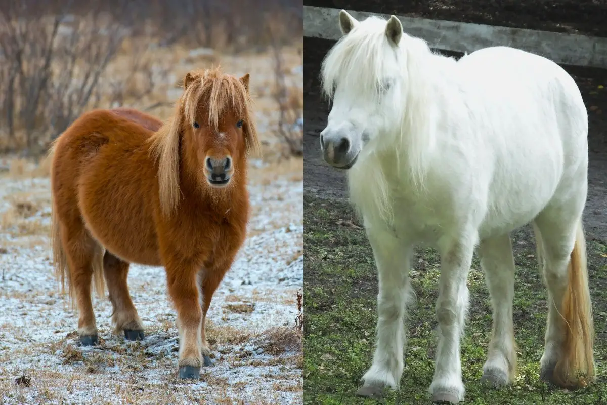 Mini Horse vs Shetland Pony - Are They Different