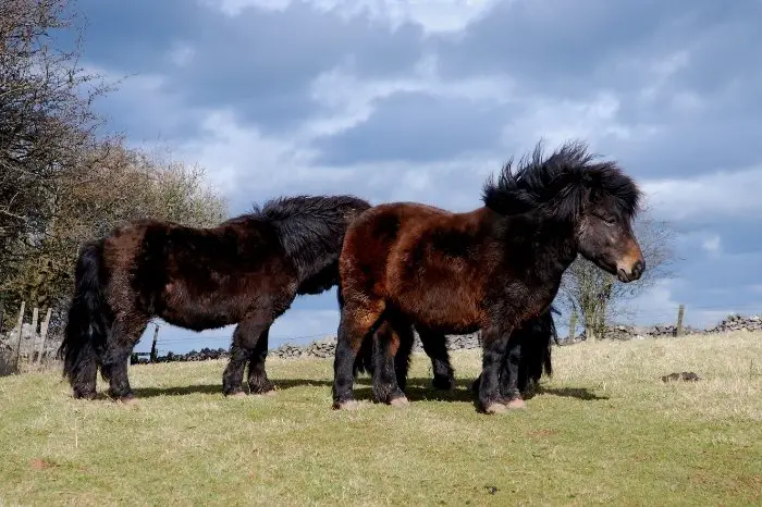 Shetland Pony Characteristics