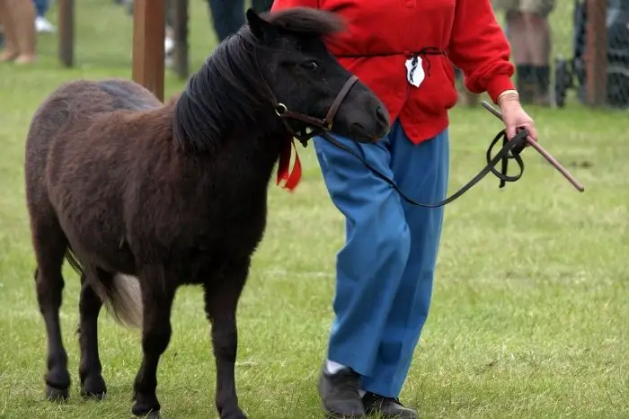 Shetland Pony Uses