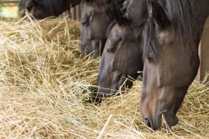 Will Horses Eat Meat - Is It Ok