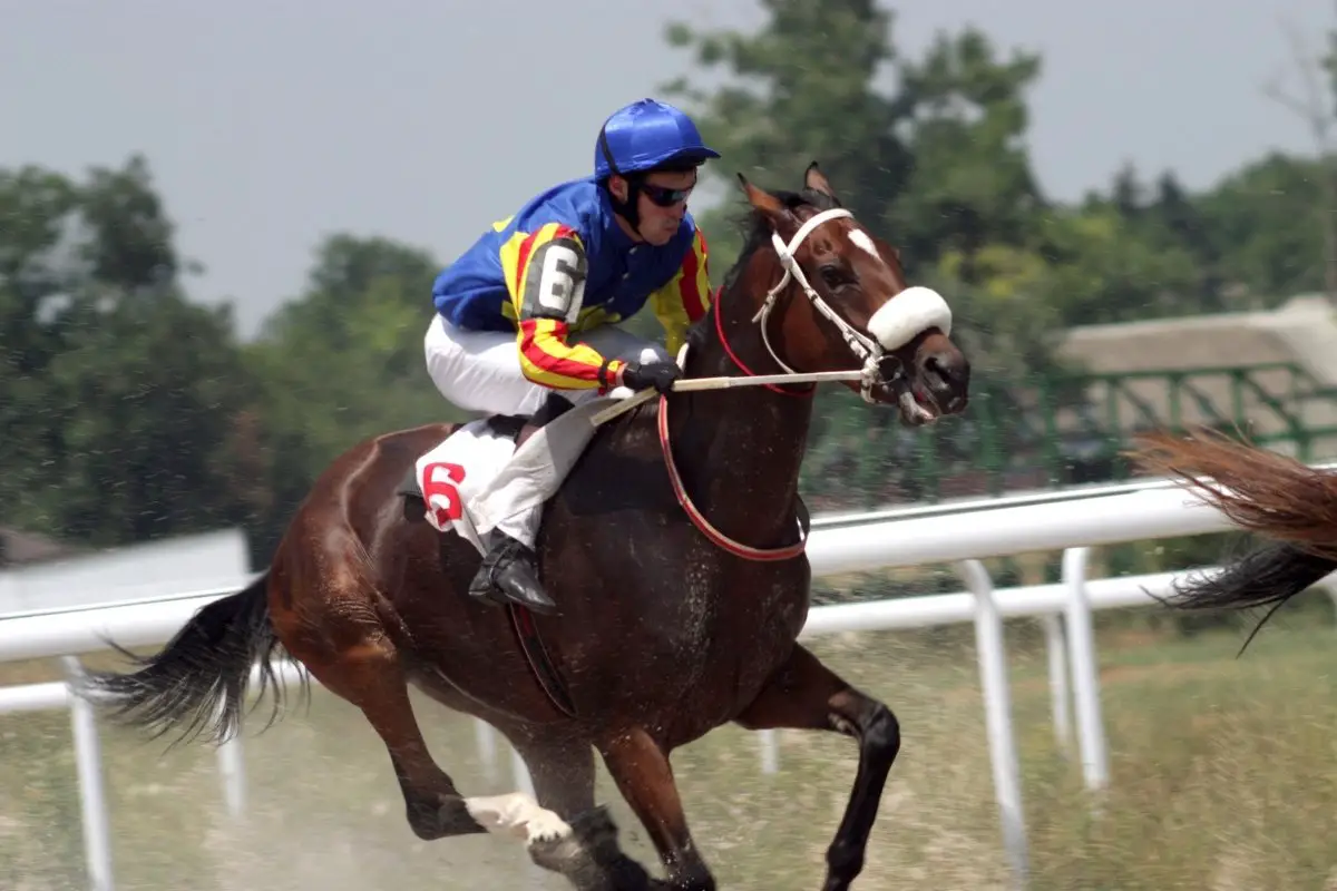 World’s Most Expensive Race Horses
