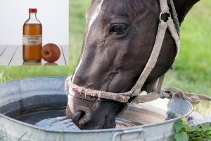 Adding Apple Cider Vinegar In Horse Water Trough