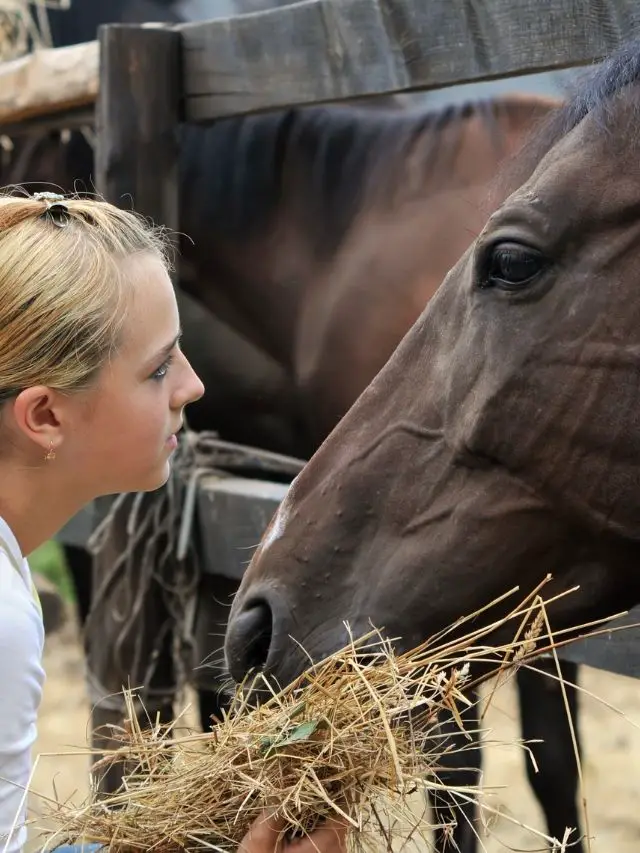 Cost to Feed a Horse: A Complete Guide to Feeding Your Horse
