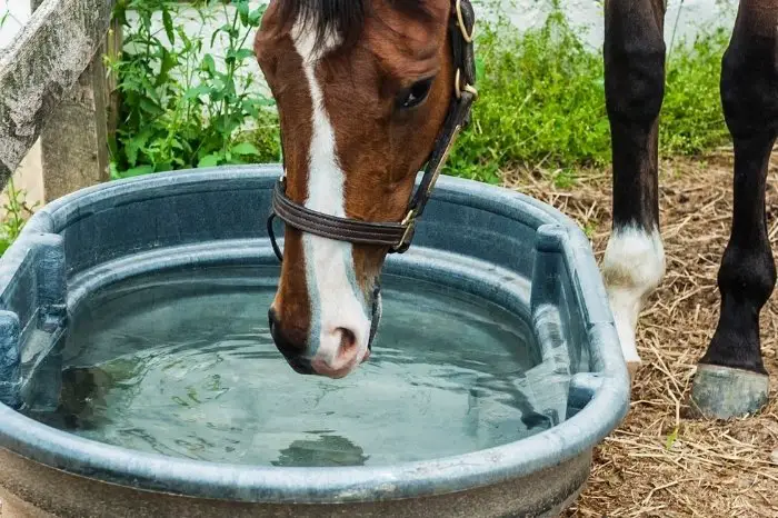 Other Ways To Keep Horse Water Troughs Clean