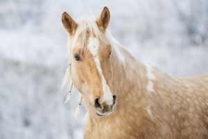Unique Horse Names For Geldings