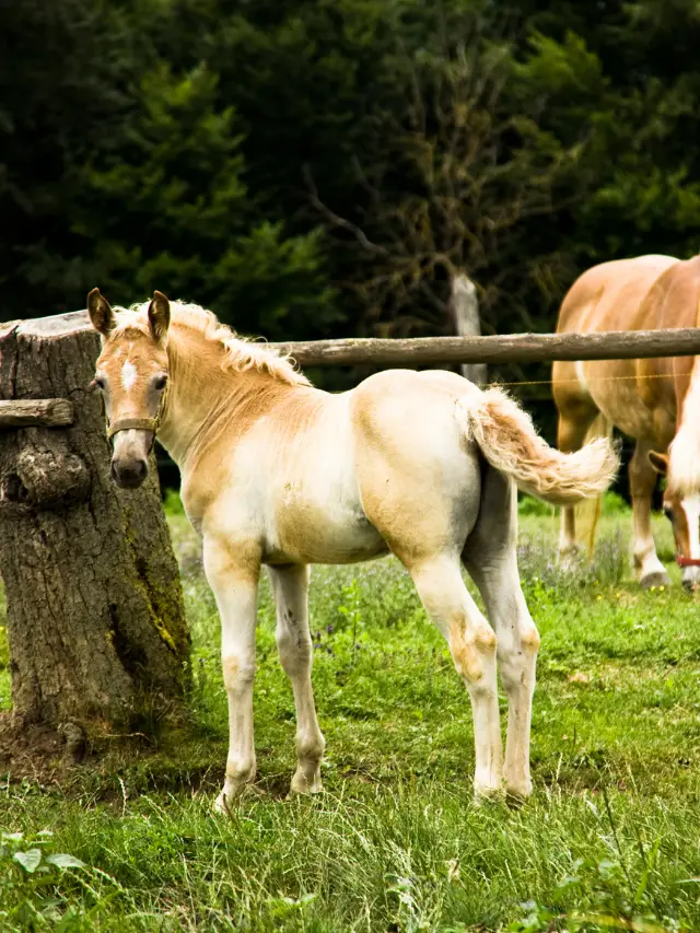 Foals Nursing and What They Eat