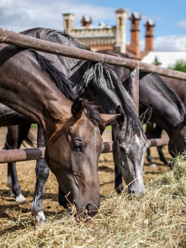 Types Of Hay For Horses