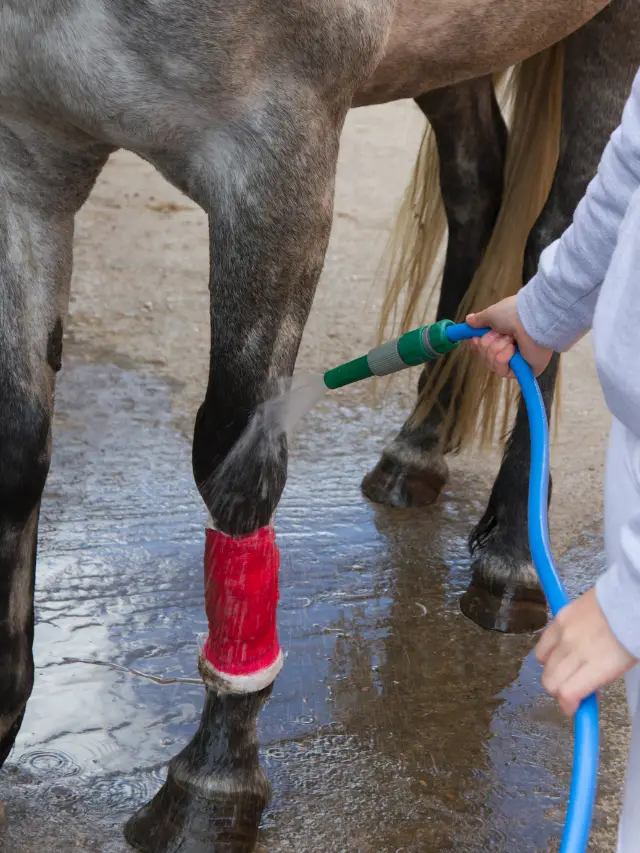 Causes of Lameness in Horses Front Legs